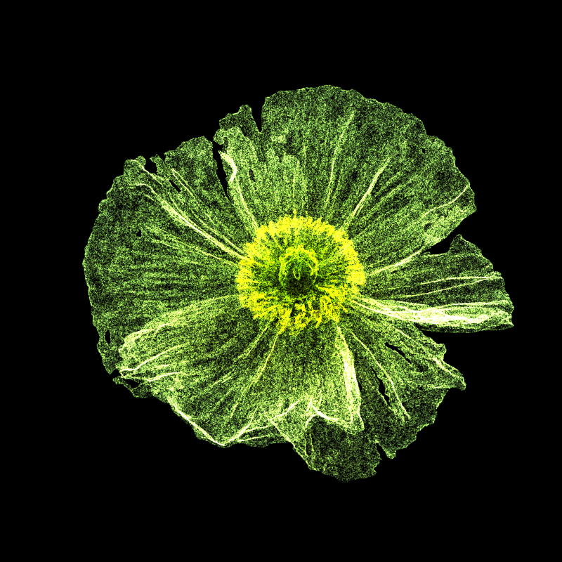 White Poppy 30 #259