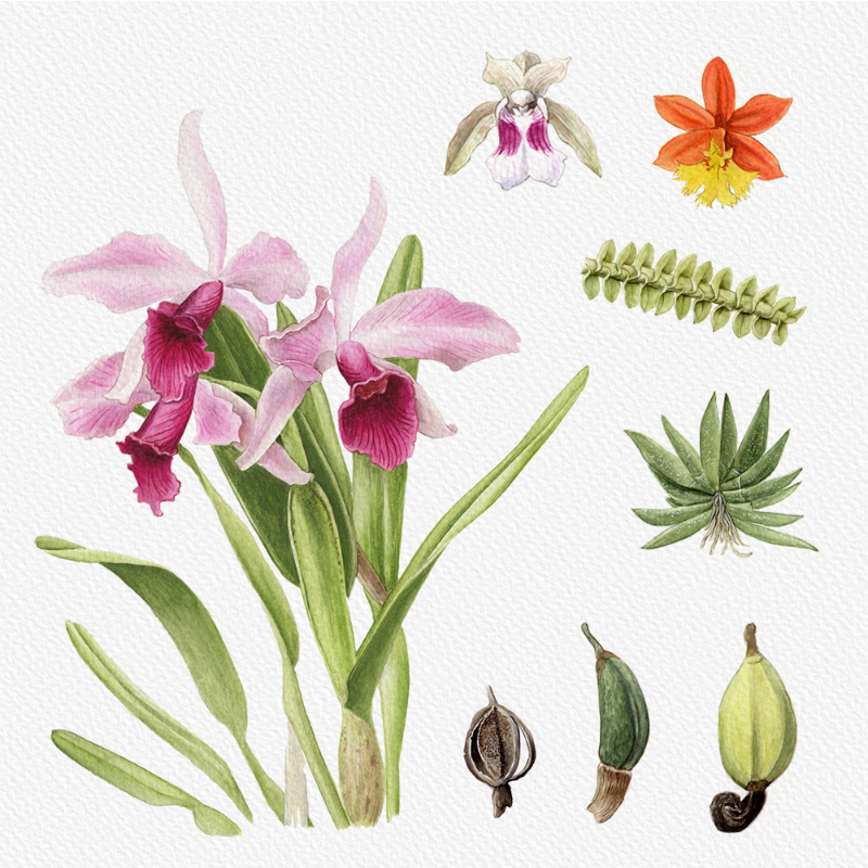 Botanical Illustration - Orchids 1 #71