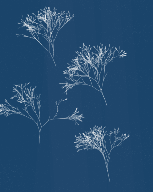 Cyanotypes #231