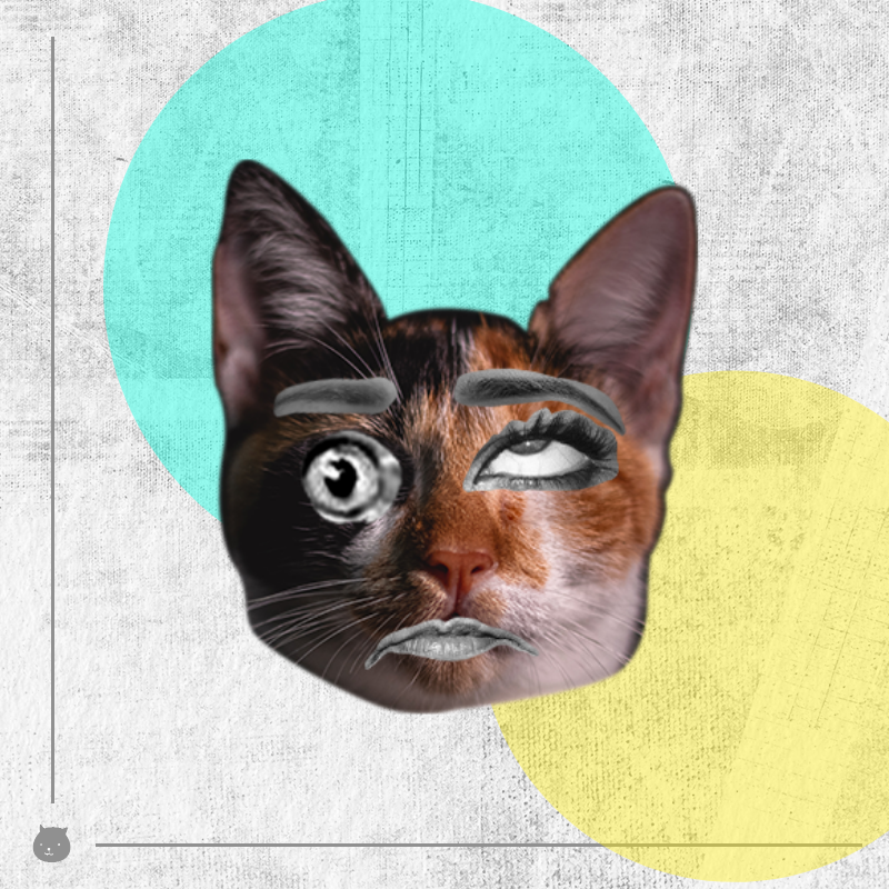 Kittenstein #5
