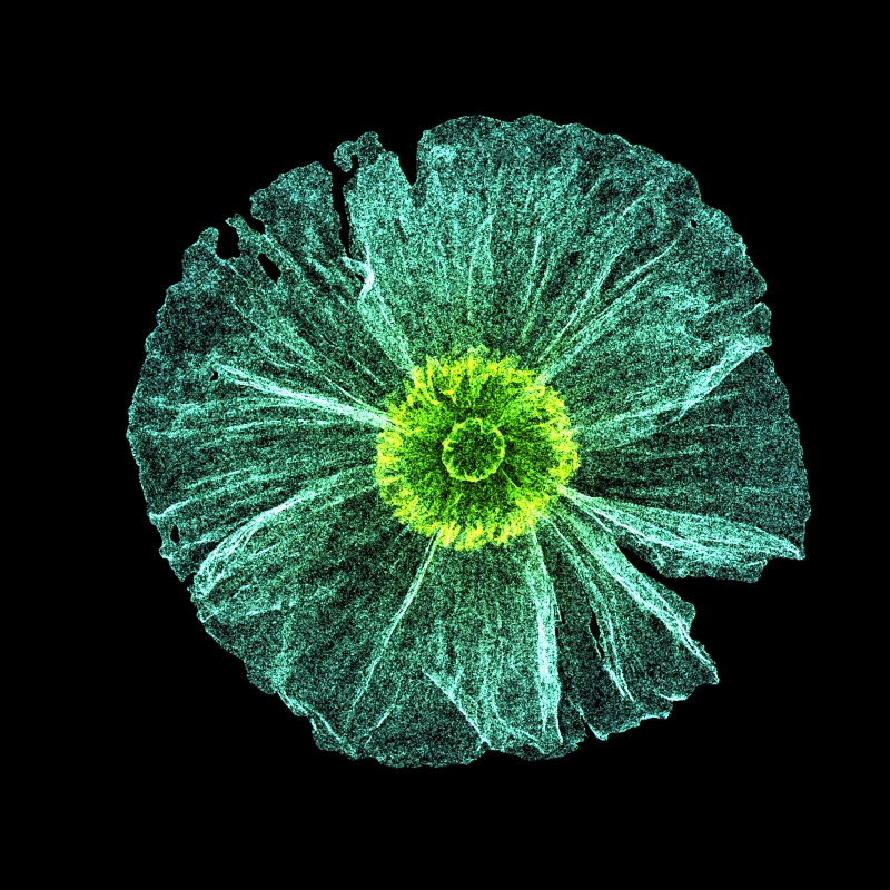 White Poppy 30 #7