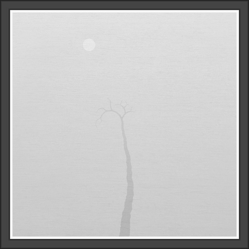 The Foggy Trees #2