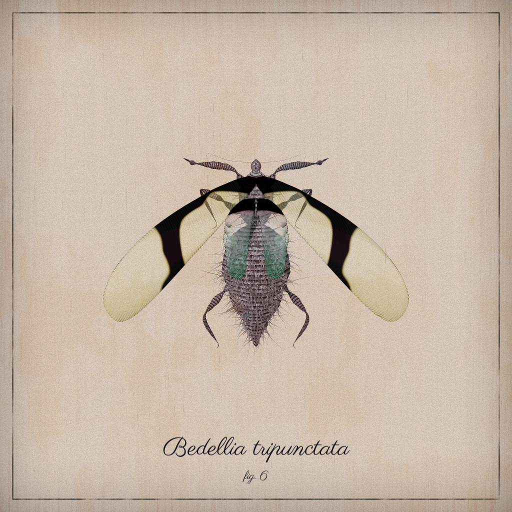 ProcGen Entomology #485