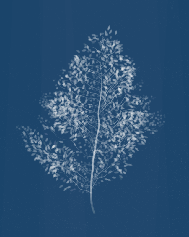 Cyanotypes #181