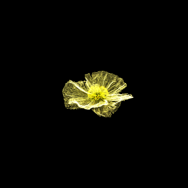 White Poppy 30 #128