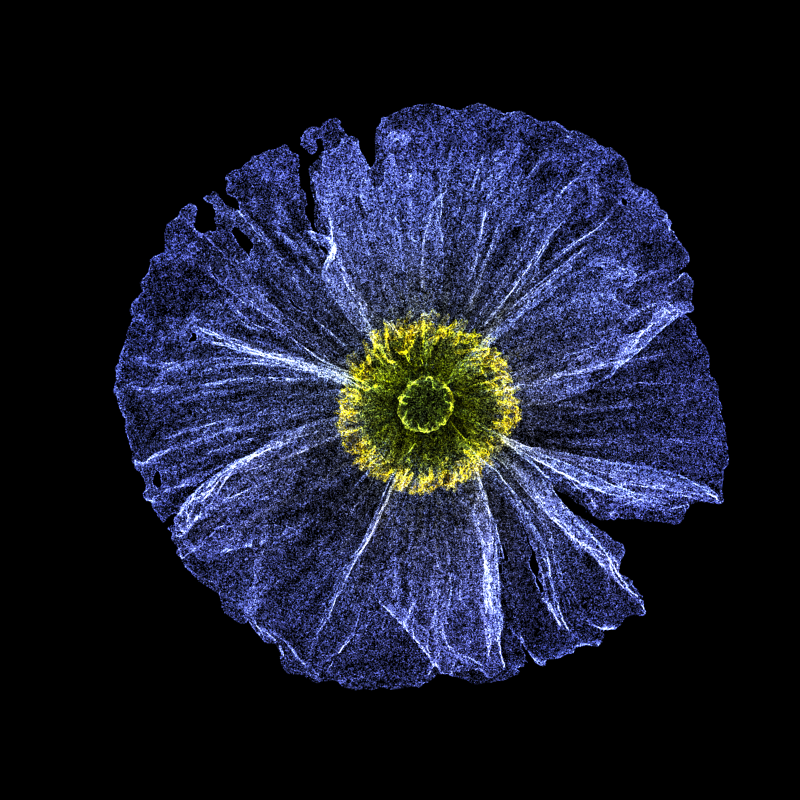 White Poppy 30 #137