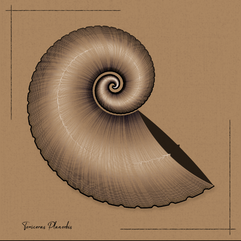 Ammonites #65