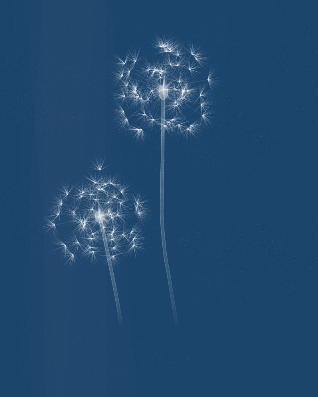 Cyanotypes #160