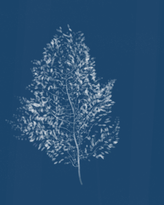 Cyanotypes #68