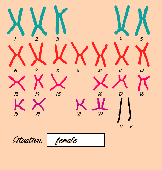 "Karyotype" #11