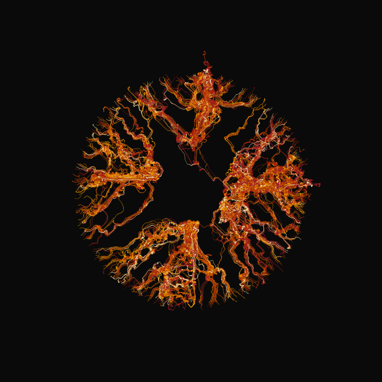 Ginseng #72