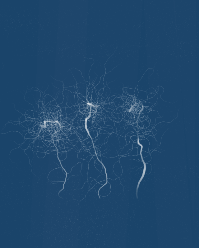 Cyanotypes #275