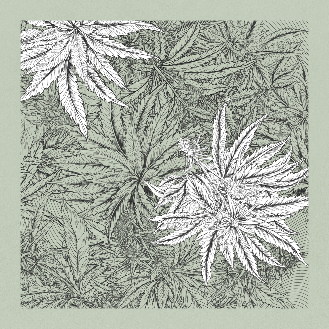 zancannabis #328