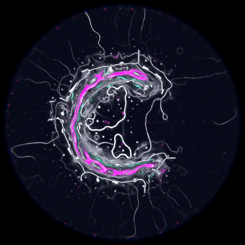 Ethereal Microcosm #249