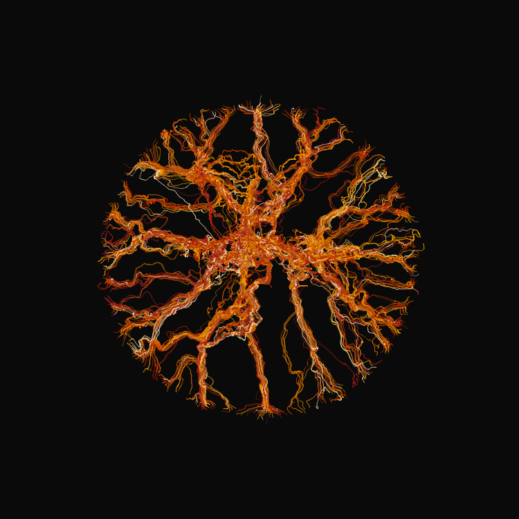 Ginseng #79