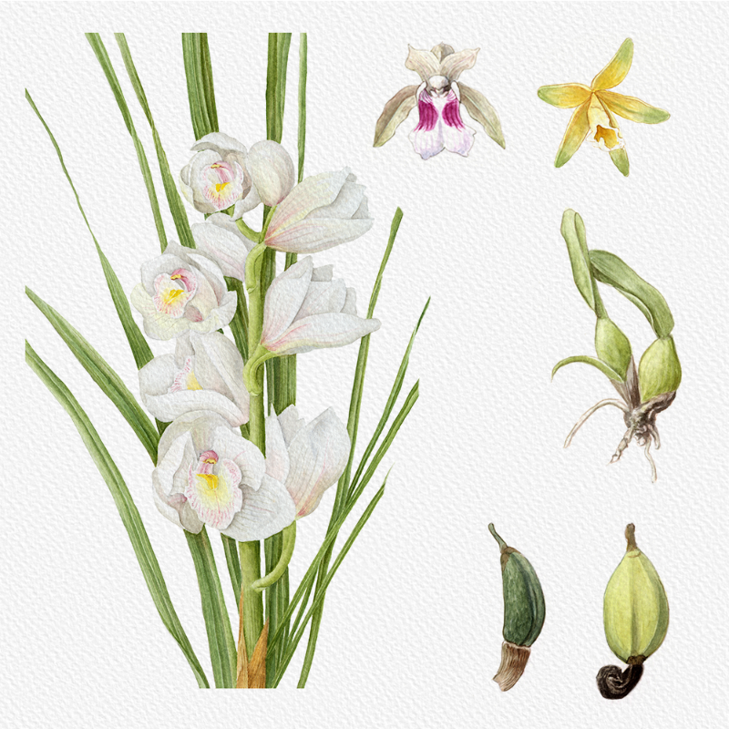 Botanical Illustration - Orchids 1 #21