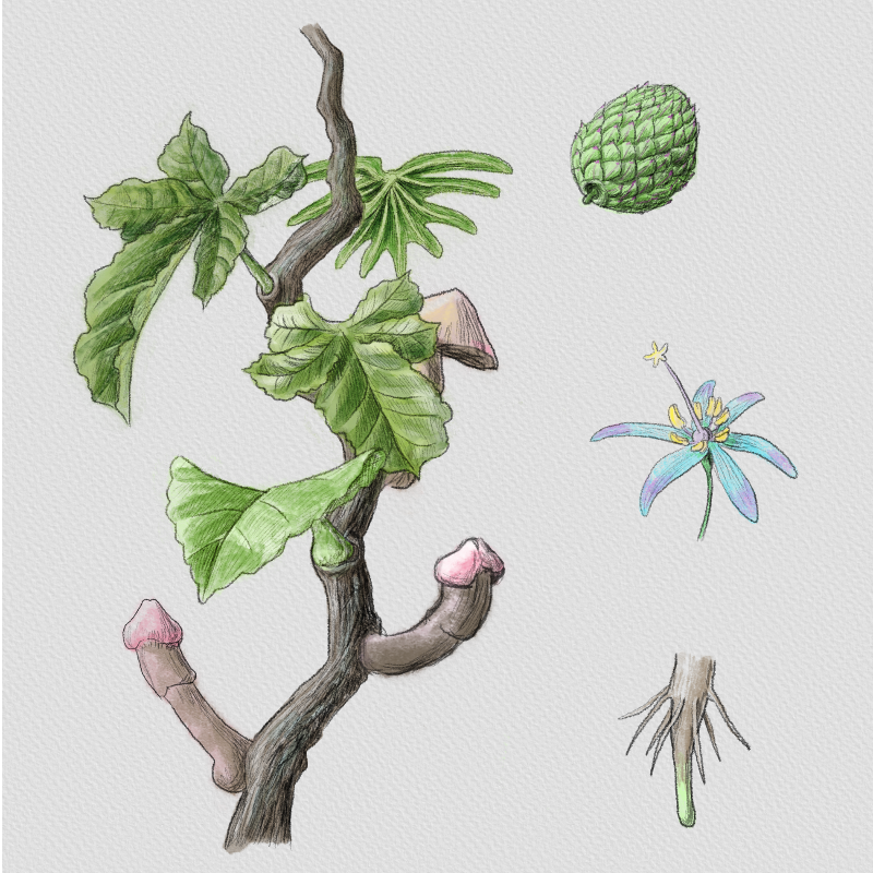 Codex aphrodiziacum - 1 #33