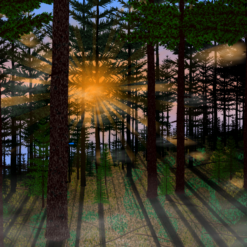 Forest Sunrise #24