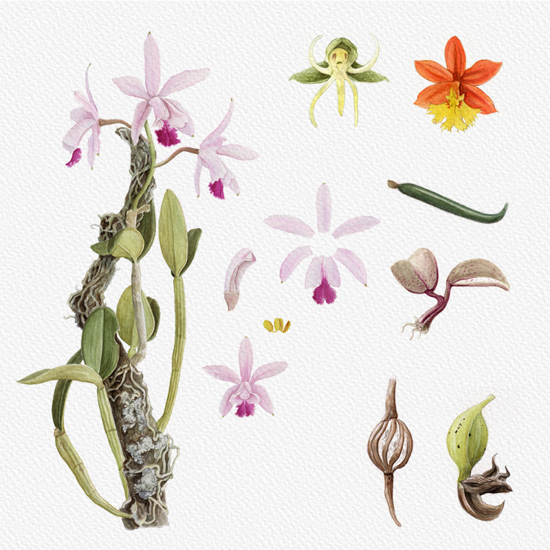 Botanical Illustration - Orchids 1 #17