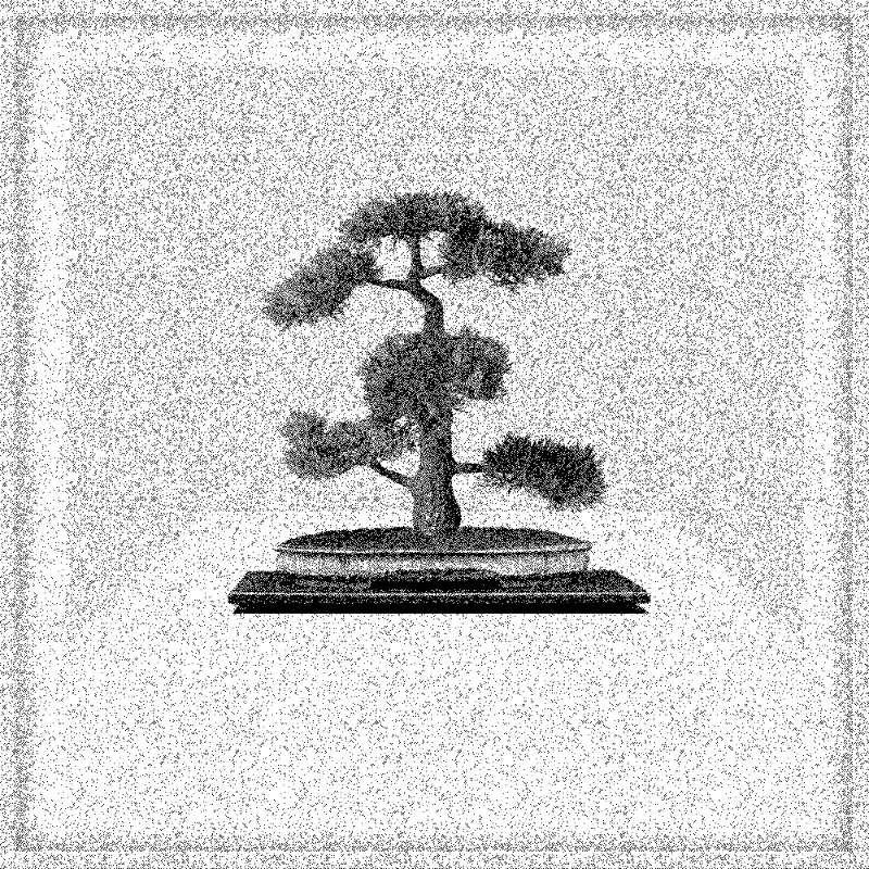 Bonsai Bonanza #202