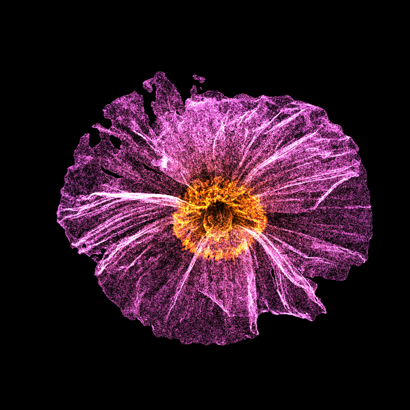 White Poppy 30 #3