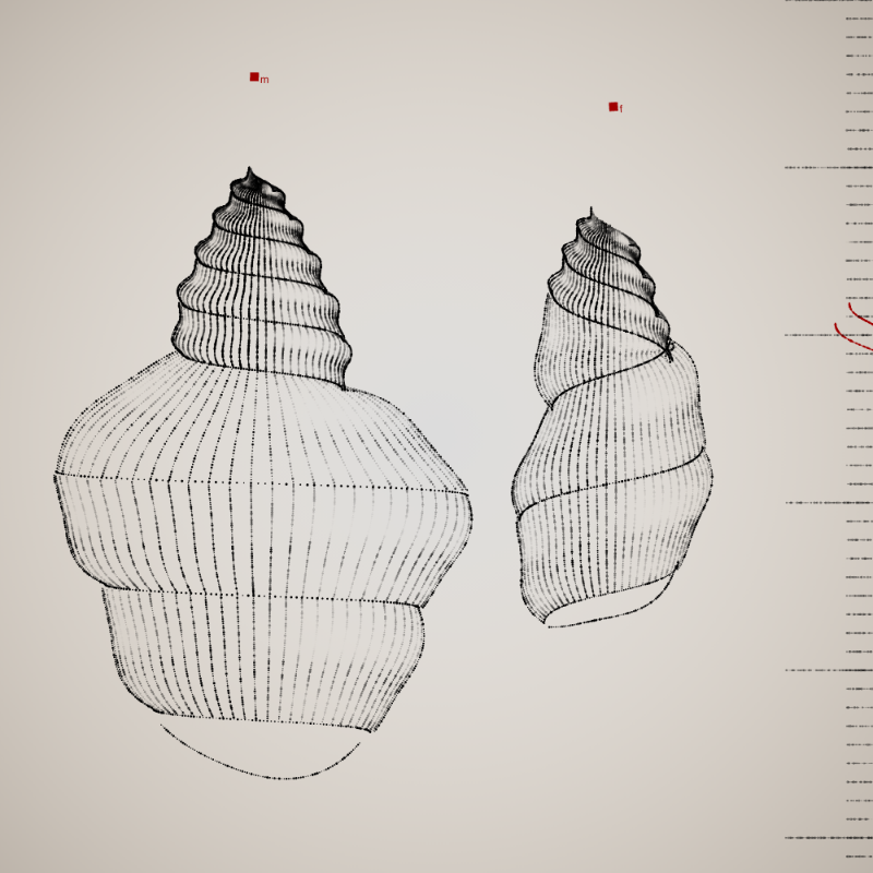 Two Specimen #98