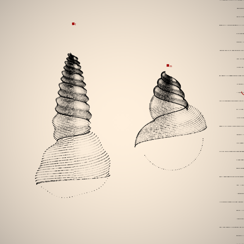 Two Specimen #431