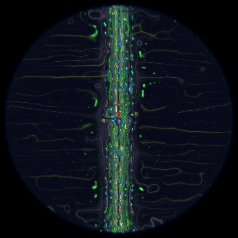 Ethereal Microcosm #116