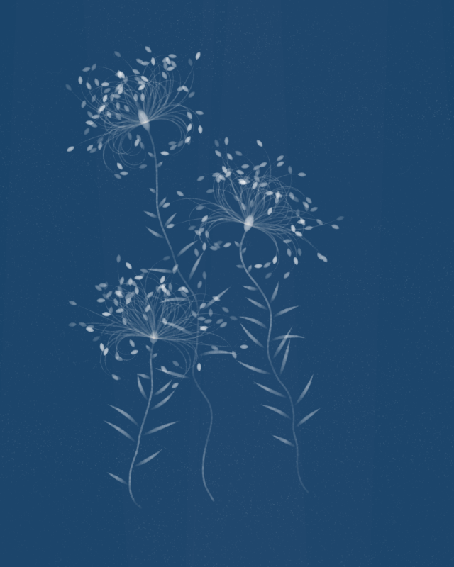 Cyanotypes #143