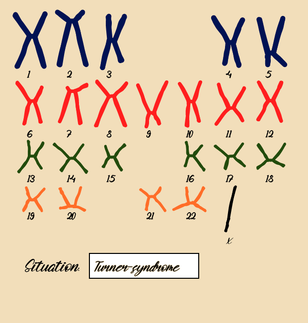 "Karyotype" #12