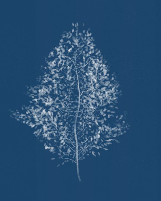 Cyanotypes #81