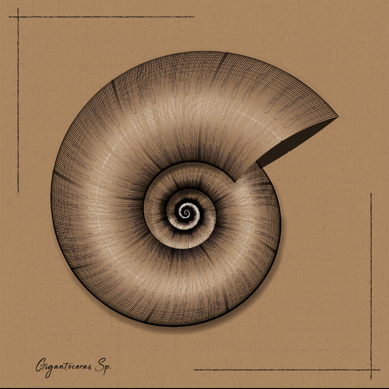 Ammonites #30