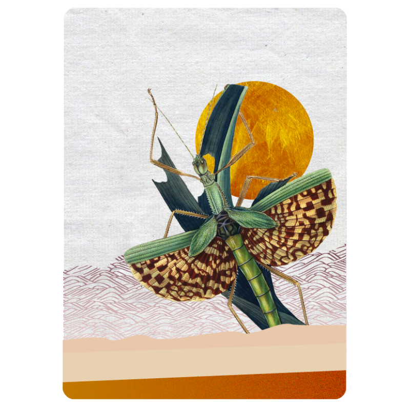 Dorado #9