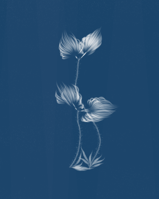 Cyanotypes #158