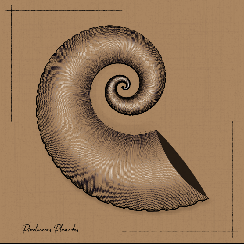 Ammonites #15