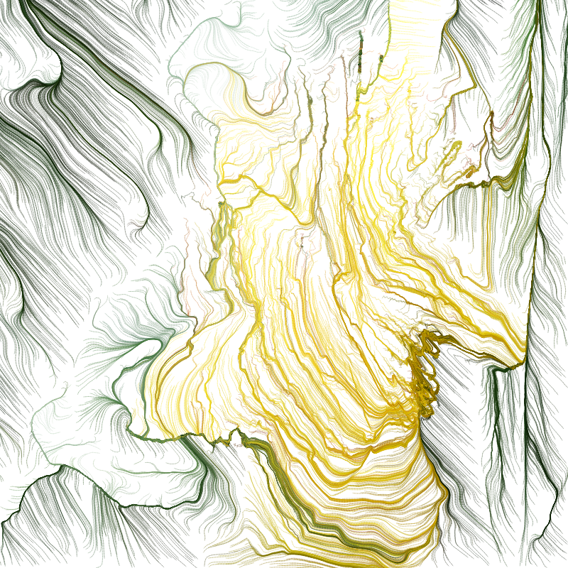 Hypericum #125