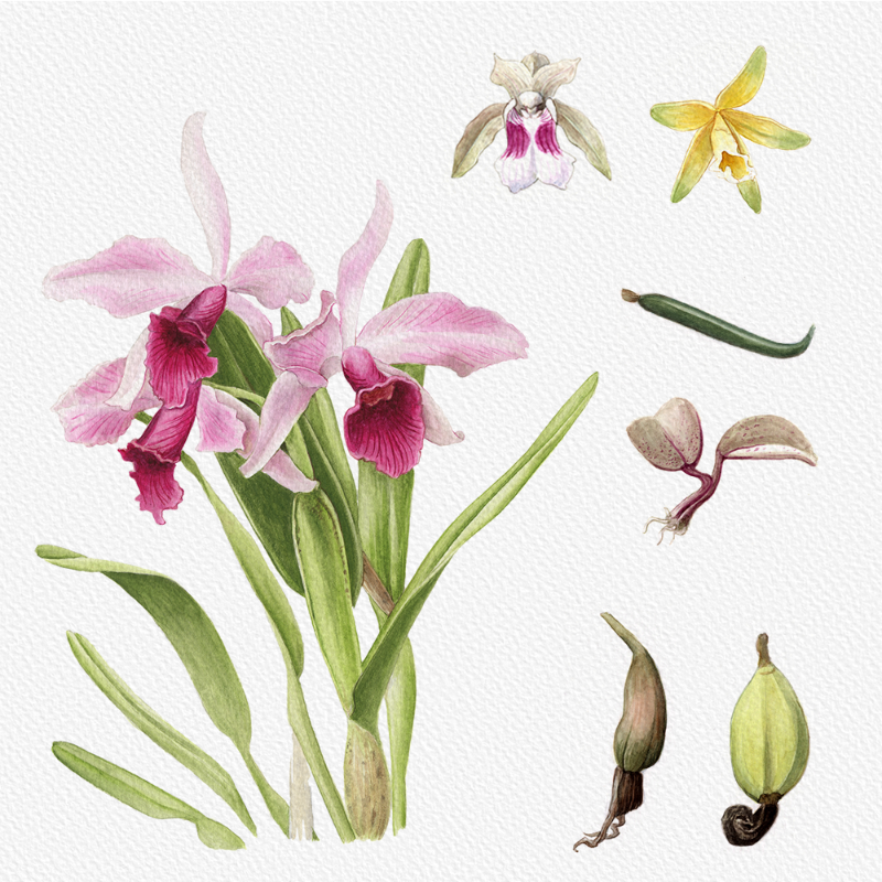 Botanical Illustration - Orchids 1 #90