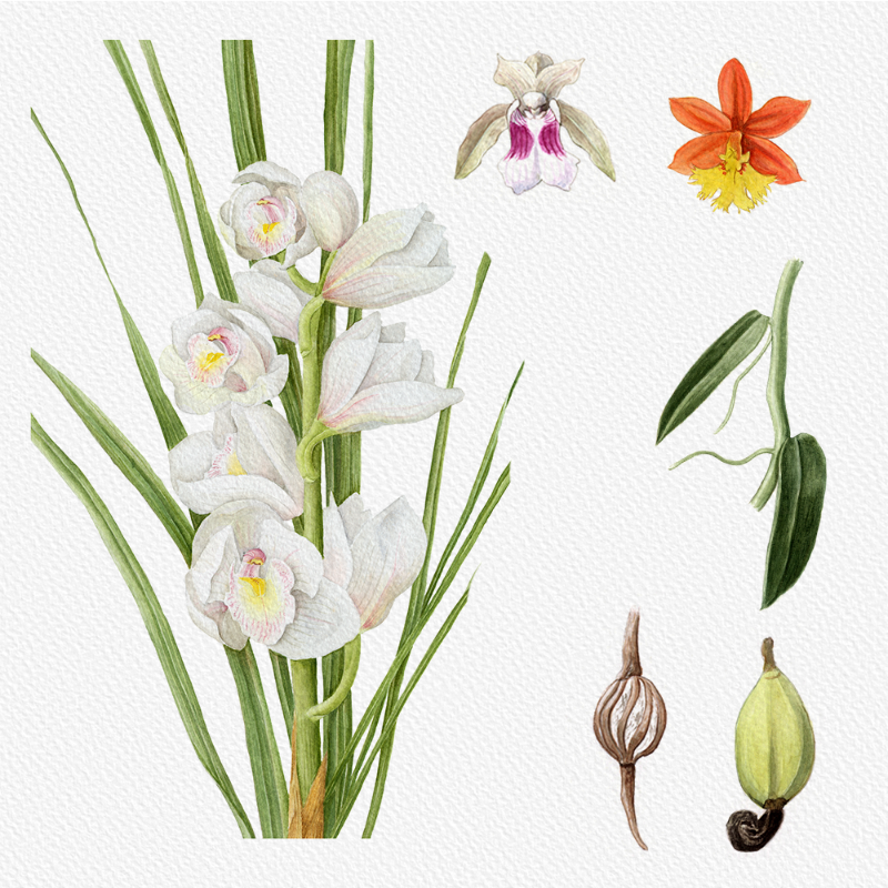 Botanical Illustration - Orchids 1 #27