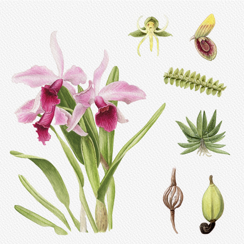 Botanical Illustration - Orchids 1 #85