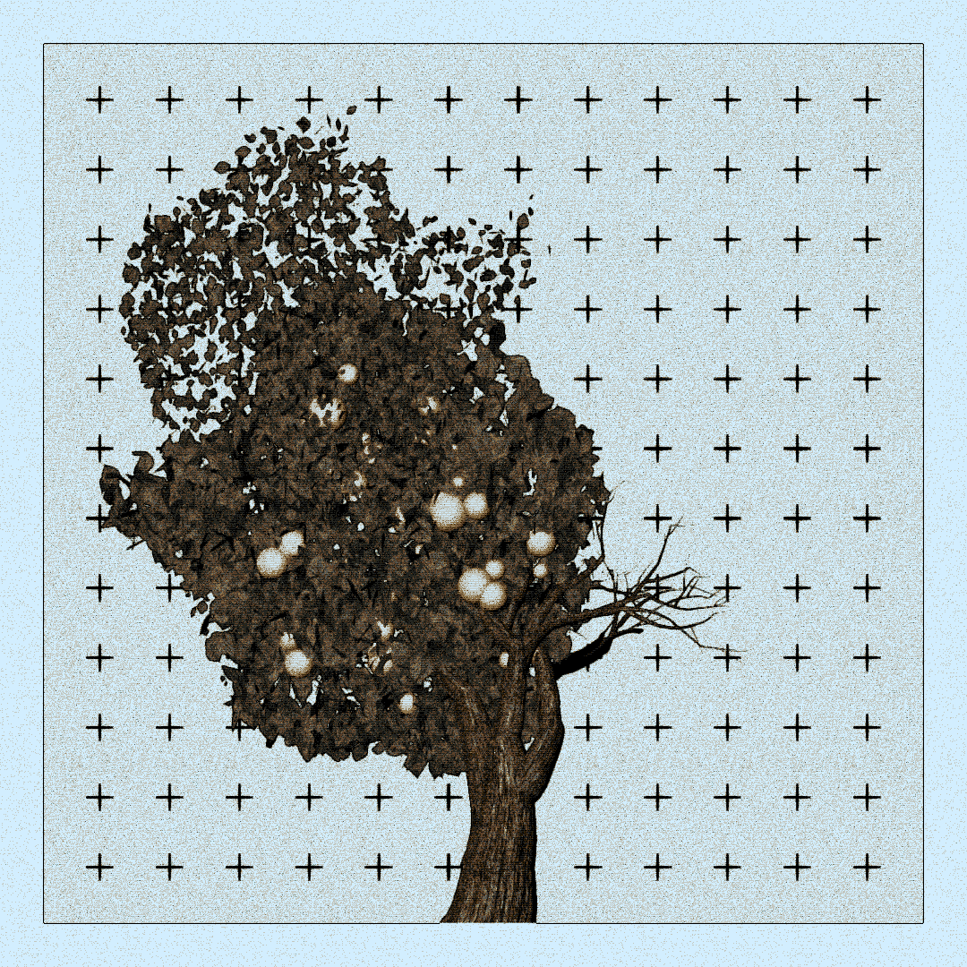 _argania[primaria] #89