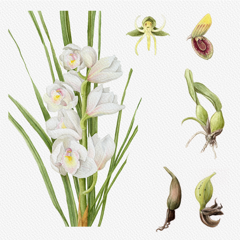 Botanical Illustration - Orchids 1 #65