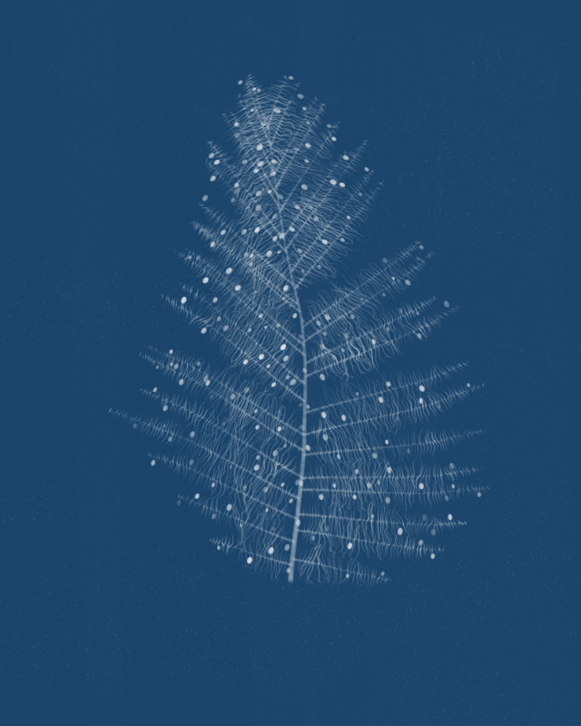 Cyanotypes #200