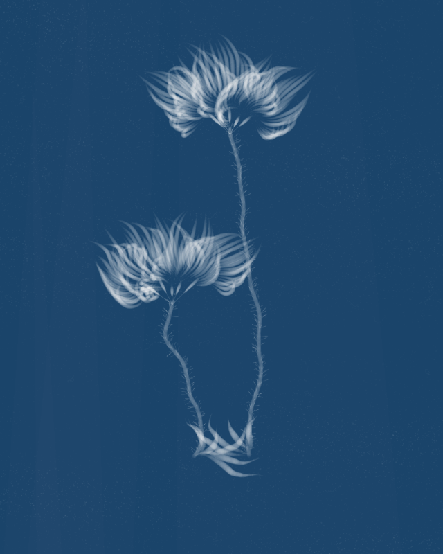 Cyanotypes #103