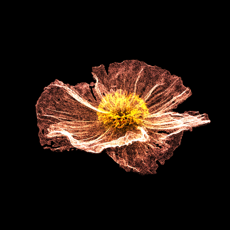 White Poppy 30 #17
