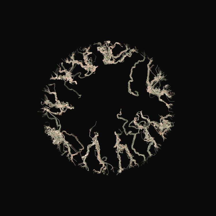 Ginseng #78