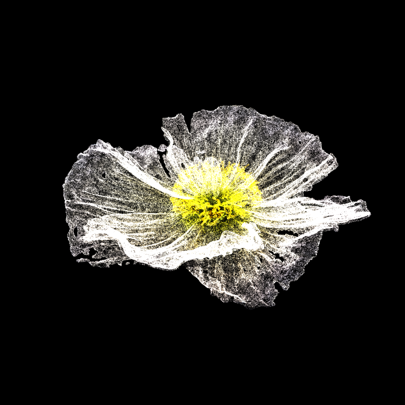 White Poppy 30 #110