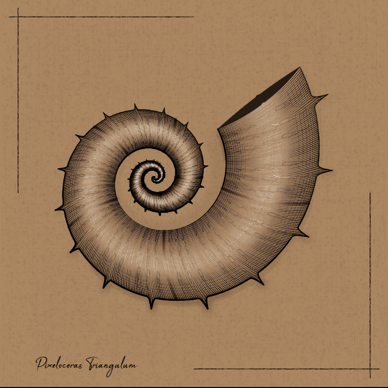 Ammonites #92