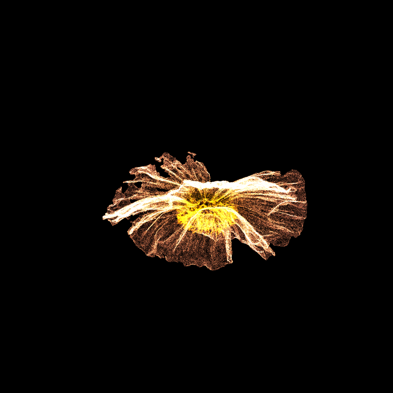 White Poppy 30 #250