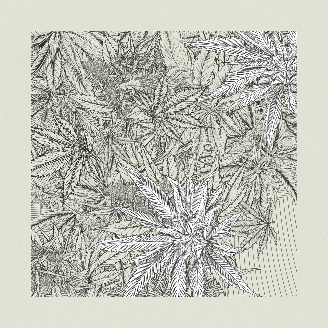 zancannabis #12