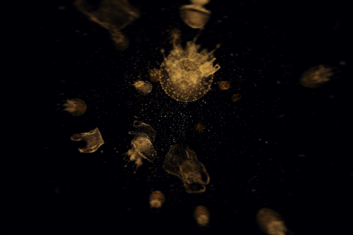 Turtle Vision #109